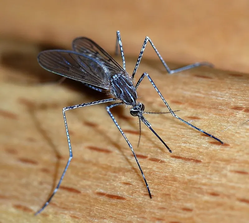 HEALTH DEPARTMENT ADVISES PRECAUTIONS IN ADVANCE OF MOSQUITO SPRAYING