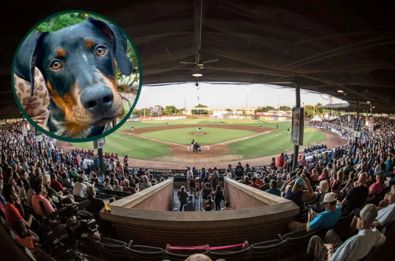 Go to an Evansville Otters Game for Free and Support Rescue Pets