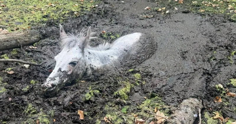 Firefighters rescue messy mule named Squealy stuck in mud