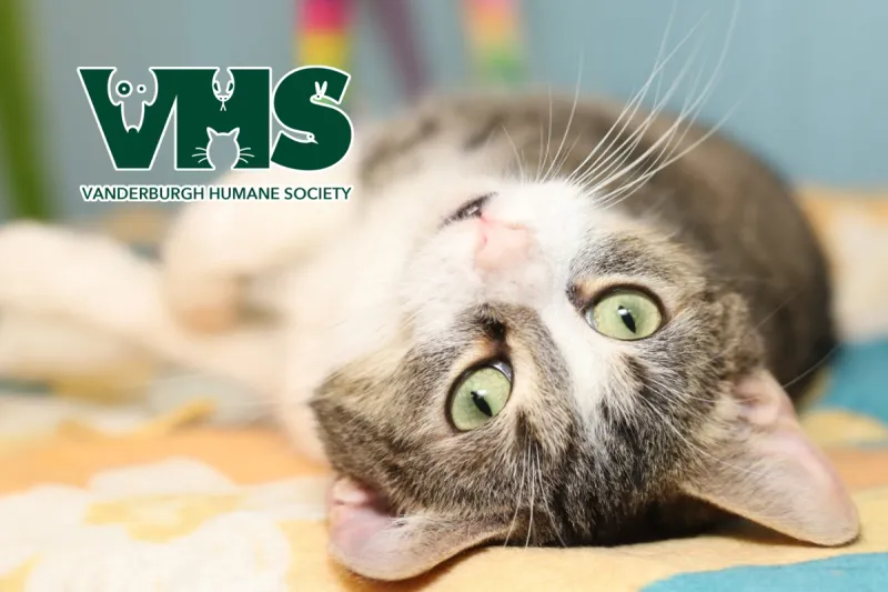 Meet Our VHS Pet of the Week - MOLLY