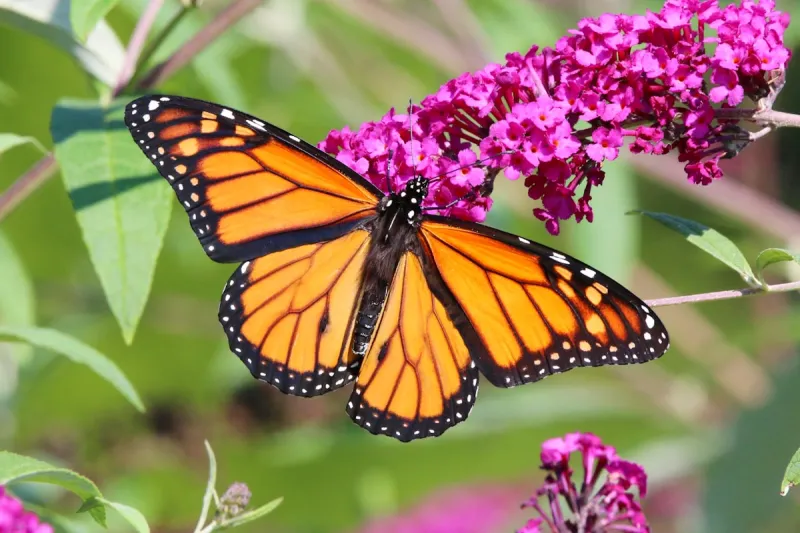 North American Monarch Migration Has Bittersweet Timing
