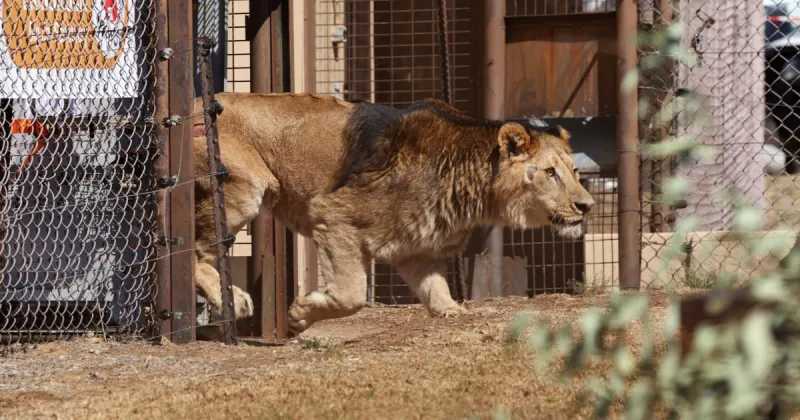 Deputies search rural Indiana area after report of loose lioness and cub