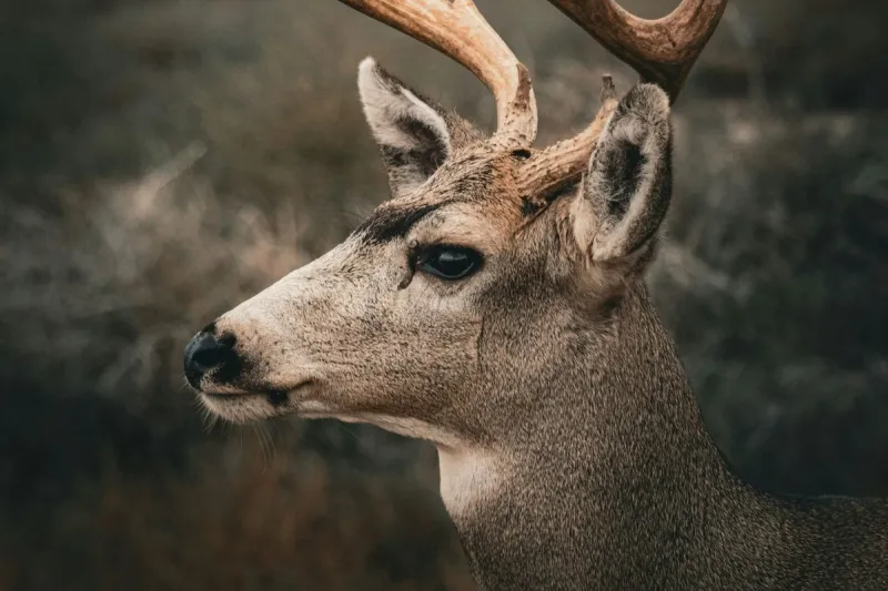 Officials Trying to Help Sick Deer Roaming Around Henderson
