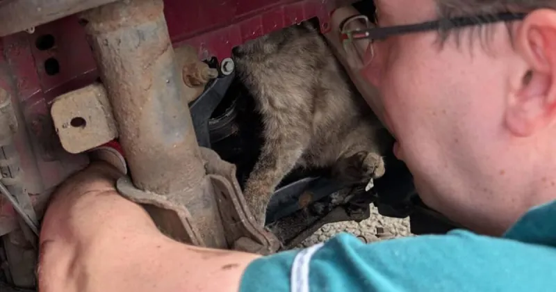 Cat rescued after surviving 8 hours inside car engine alone