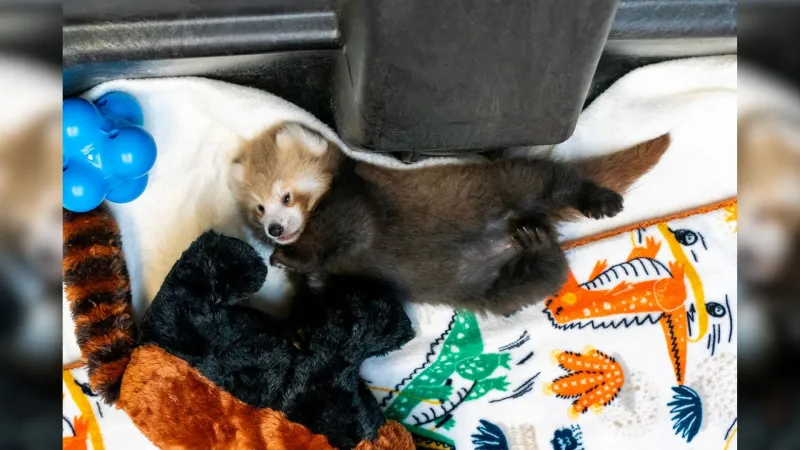 Take part in naming the Potawatomi Zoo's red panda cub