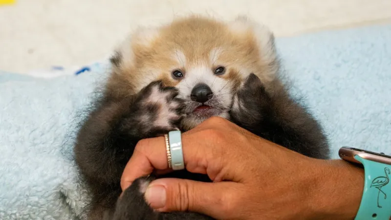 Clifford, Russet or Pabu? Potawatomi Zoo seeks help naming red panda cub