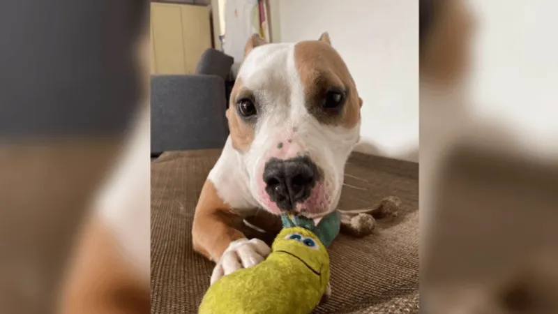 Loveable China is looking for a forever home!