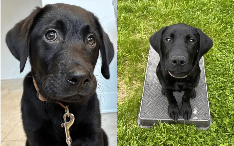 DNR introduces new K-9 officer trainees