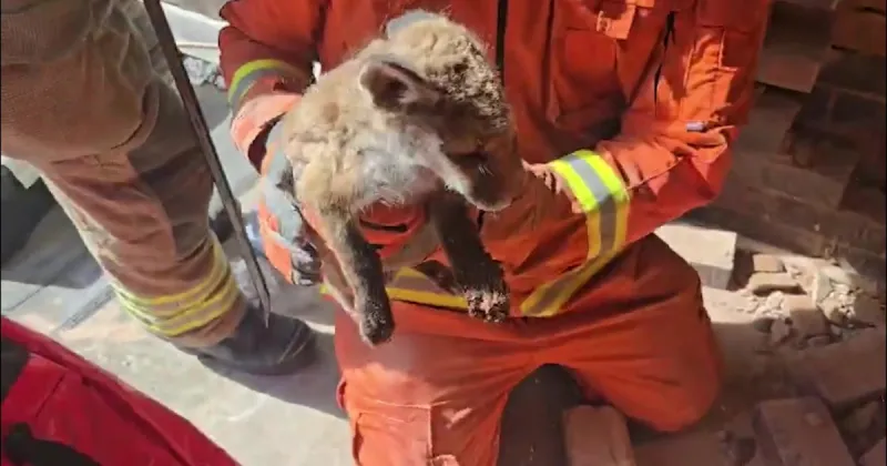 Firefighters rescue three fox cubs trapped between houses