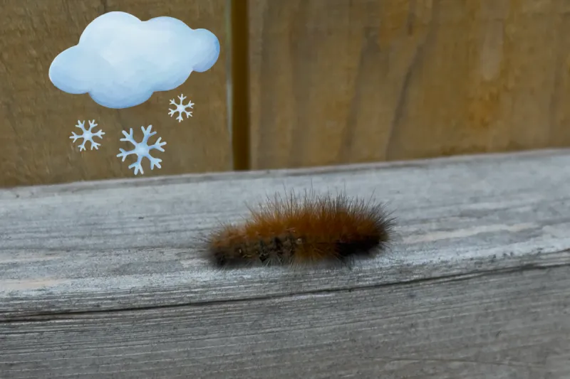 I Found a Woolly Worm in Southern Indiana and It Has a Winter Prediction