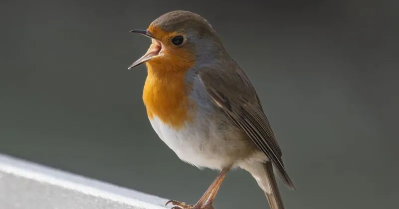 Which bird sings the most pleasant song? Science reveals answer