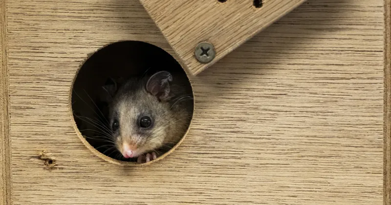 Zoo uses thermal cameras to monitor hibernating possums