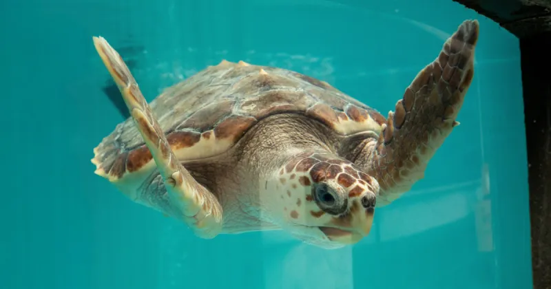 Rescued loggerhead turtles to be released back into wild