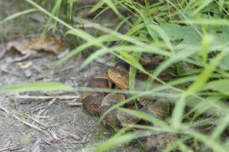 There's a Wild Reason This Illinois Road Is Closed