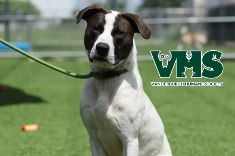 Meet Our VHS Pet of the Week - BARK VADER