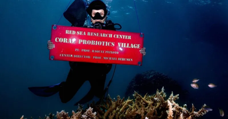 Scientists revive coral dying from heat using live bacteria