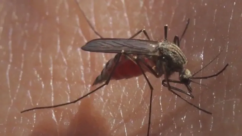 West Nile virus found in mosquito pool near New Carlisle