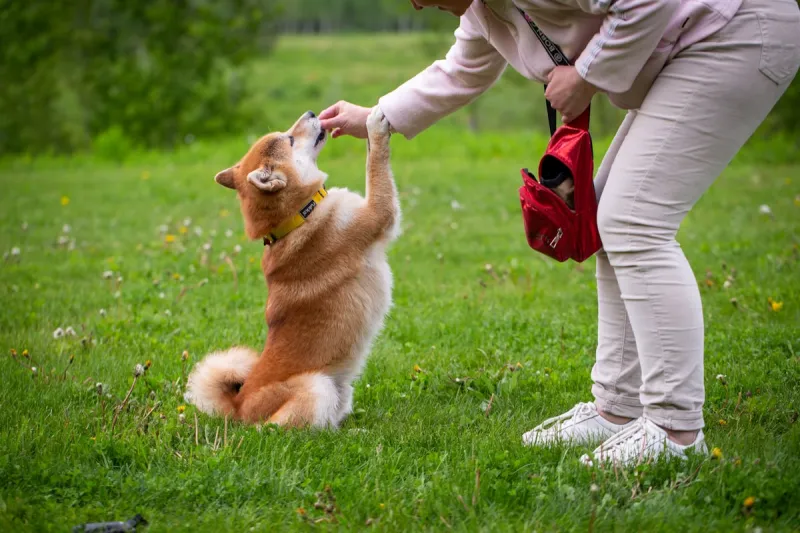 Evansville Rescue Teams Up with Local Training Company to Offer New Pet Parents Free Training