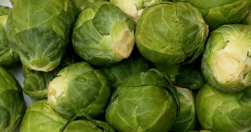 Why Brussels sprouts are at high risk of being off the holiday menu