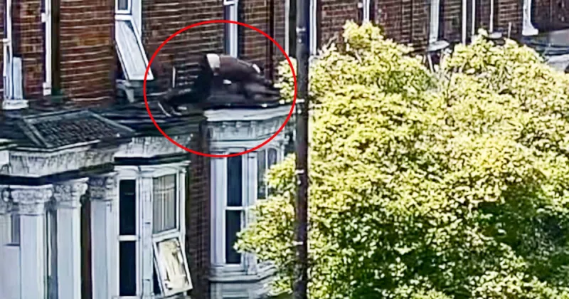 Kidnap victim jumps into tree from window in dramatic escape