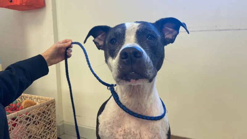 This smiling pup is ready for her forever home