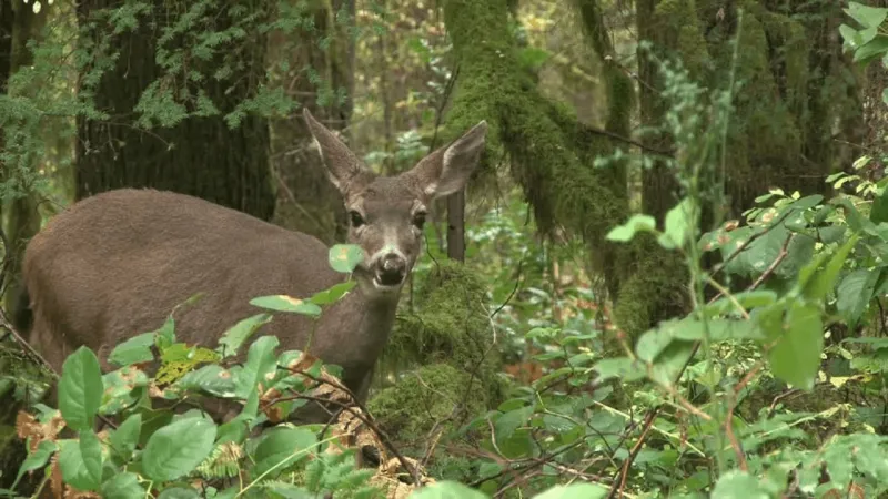 Michigan's deer hunting season kicks off this weekend with specialized hunts