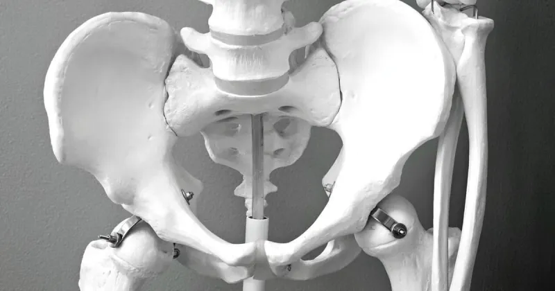 Can cancer drugs treat osteoporosis and midlife weight gain?