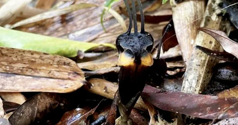 'Devil flower' with demonic 'horns' discovered in Thailand