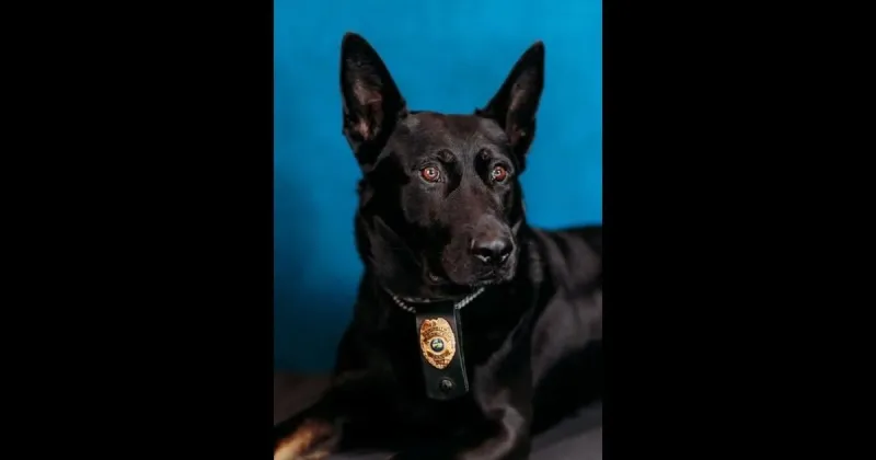 Griffith police retire long-standing K-9 Deno