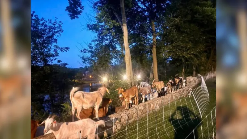 Goats on the Go have now wrapped up their last day on the riverbank