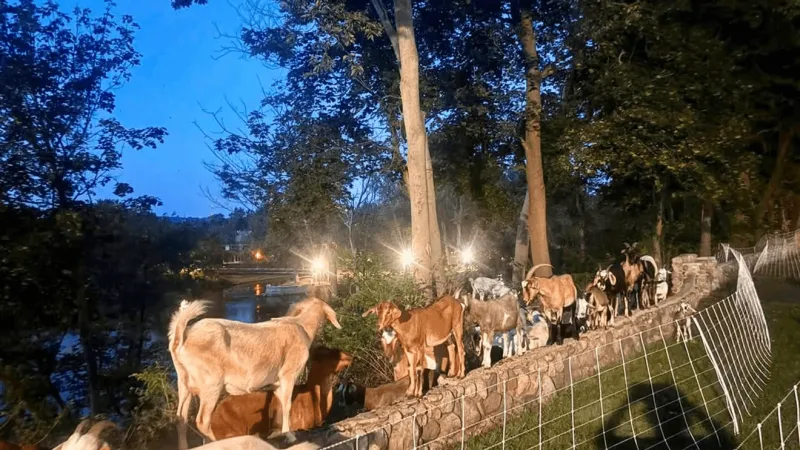 Mountain goats head home after clearing St. Joseph Riverbank of invasive plants