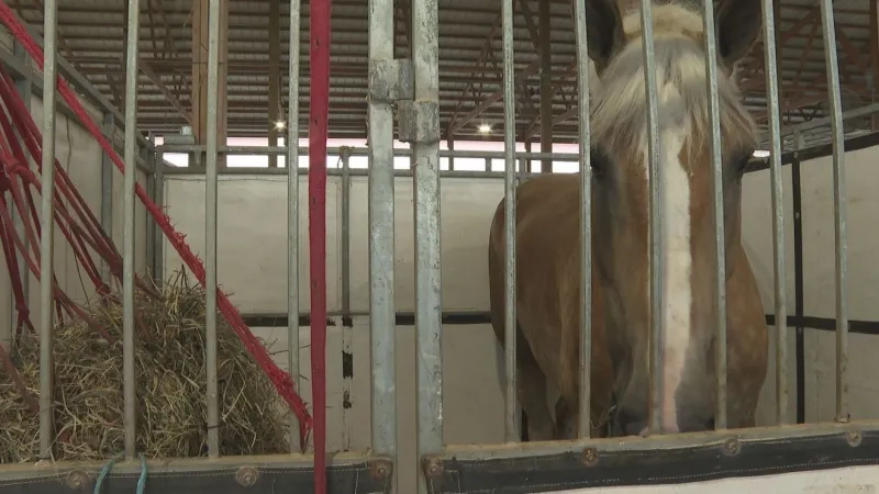25th Annual LaPorte County Draft Horse Show kicks off Thursday