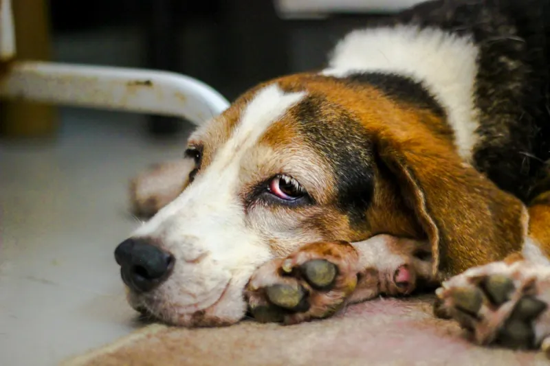Check Your Dogs Supplements for This Nationwide Recall