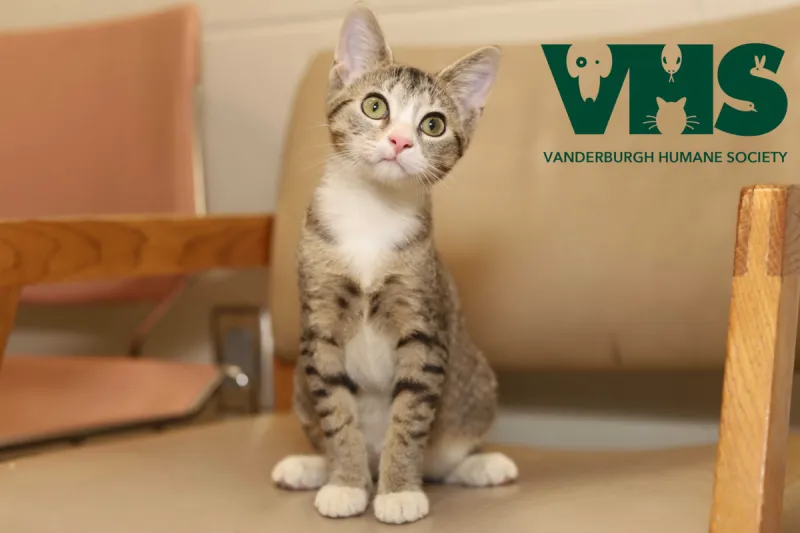 Meet Scout: This Energetic Evansville Kitten Is Looking for a Home