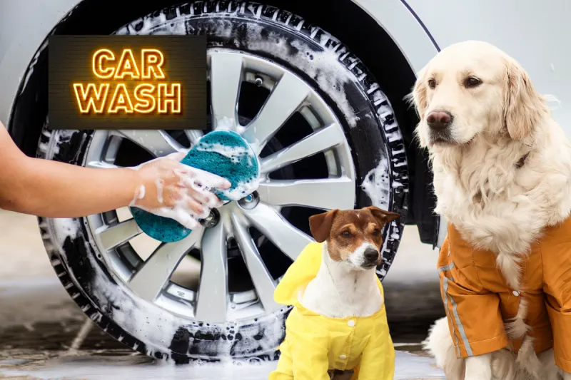 Wash Your Car & Help Homeless Animals on Saturday