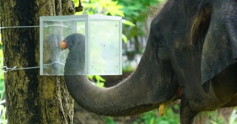 Elephants think before they act and resist impulsive behavior