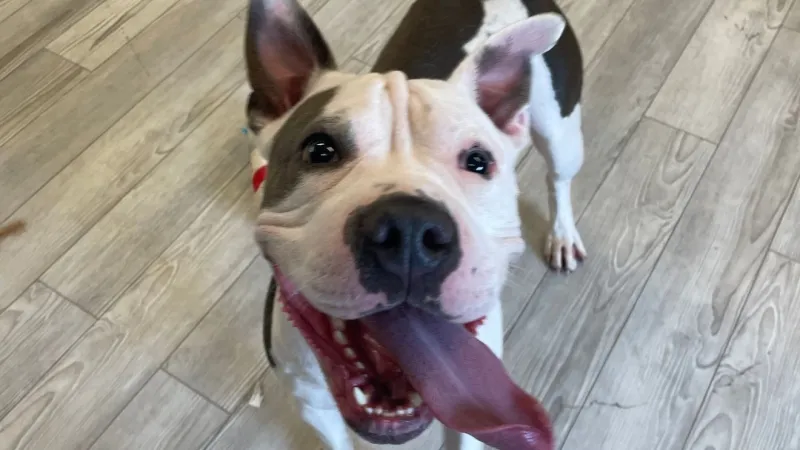 Meet Forest! This playful pup is ready for a home