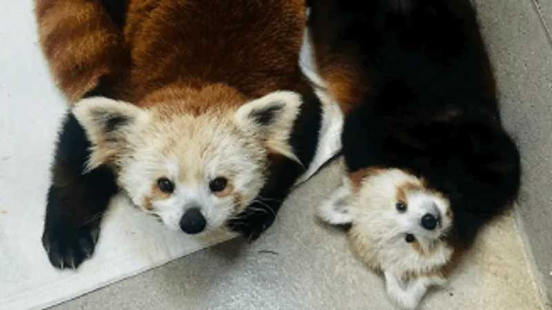 Potawatomi Zoo's red panda cub reunites with mom