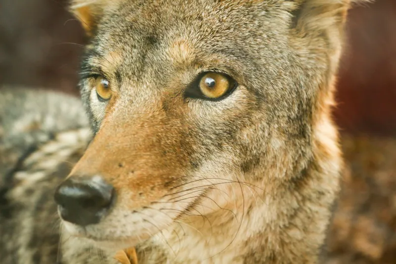 Evansville Residents Reporting an Unexpected Neighborhood Visitor