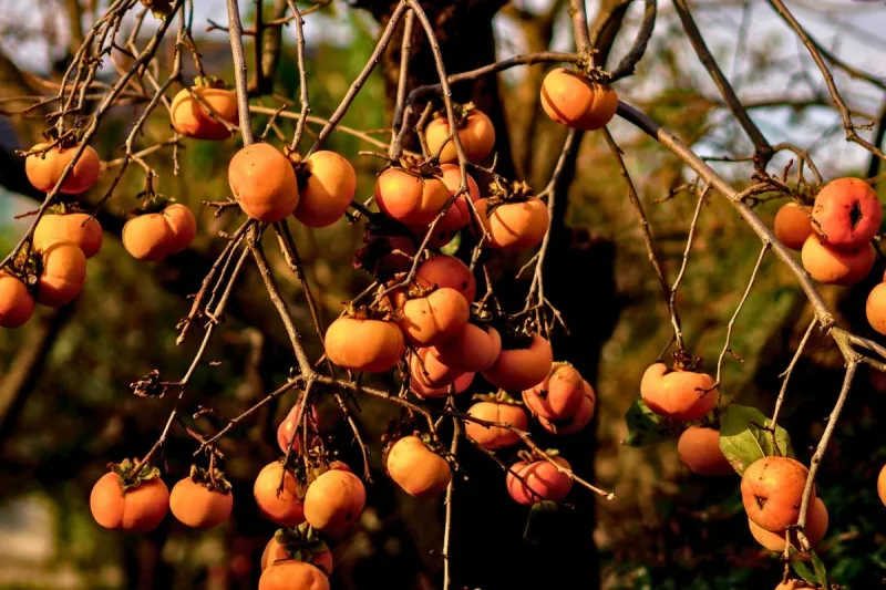 How Persimmon Seeds Predict Winter in Kentucky Folklore