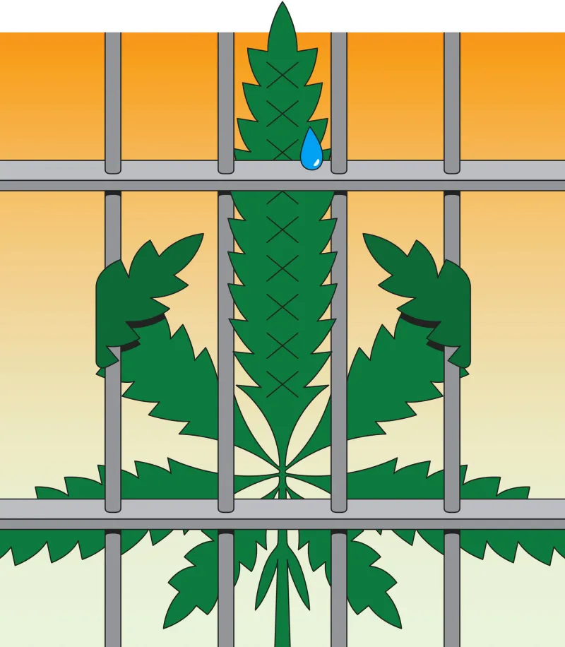 Indiana's Long, Strange Trip With Marijuana