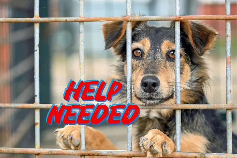 It Takes a Village Rescue Urgently Needs Fosters and Adopters