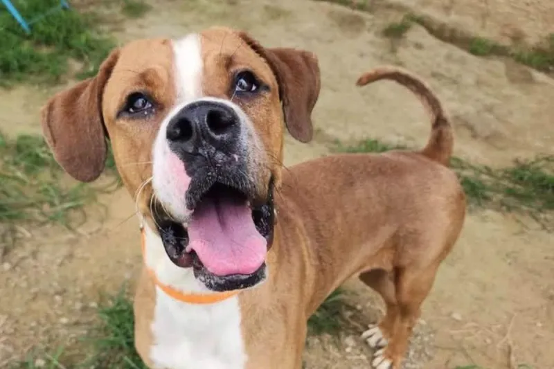 Spencer Co. It Takes a Village Rescue Location Closes Its Doors; Needs Emergency Fosters