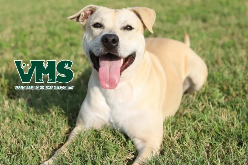 Meet Our VHS Pet of the Week - JJ