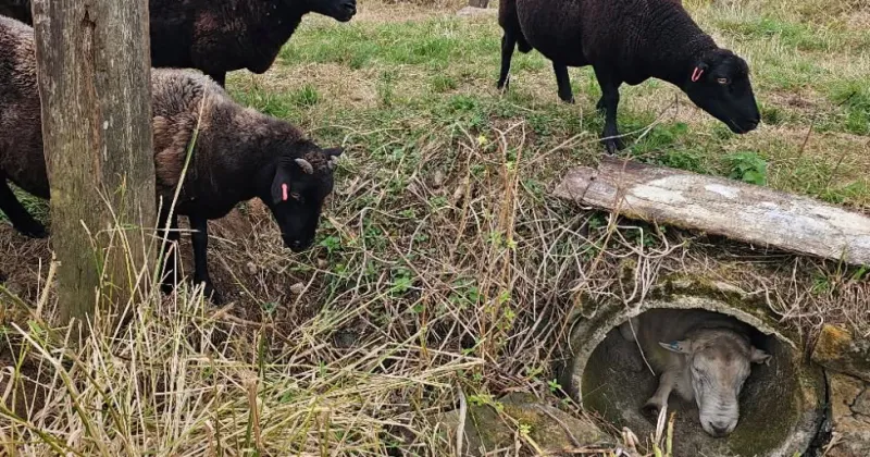 Sheep rescued from concrete pipe after hiding from amorous ewes