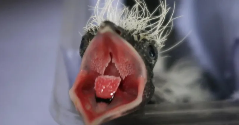 Skunk-like baby bird hand reared in first