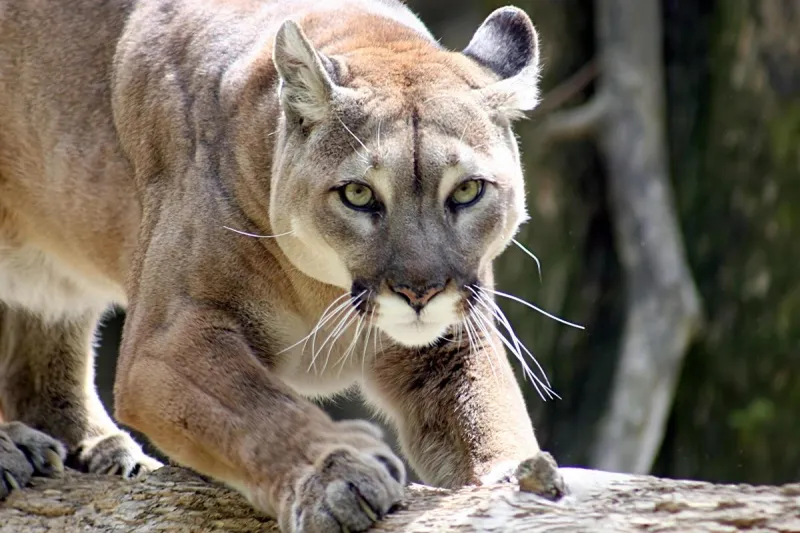 Mountain Lion Confirmed in Southern Illlinois