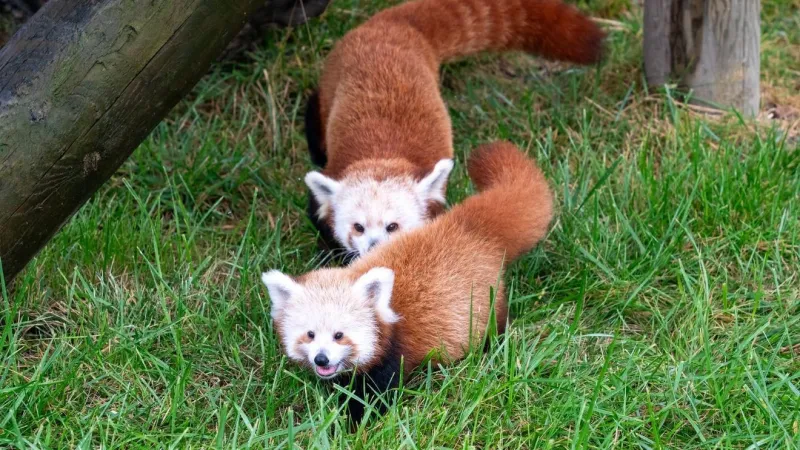 Potawatomi Zoo announces red panda cub's name
