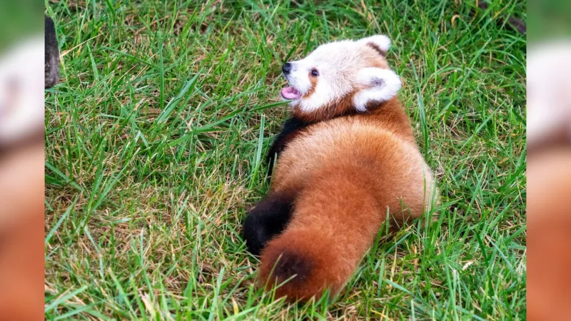 Potawatomi Zoo's red panda cub has now been named
