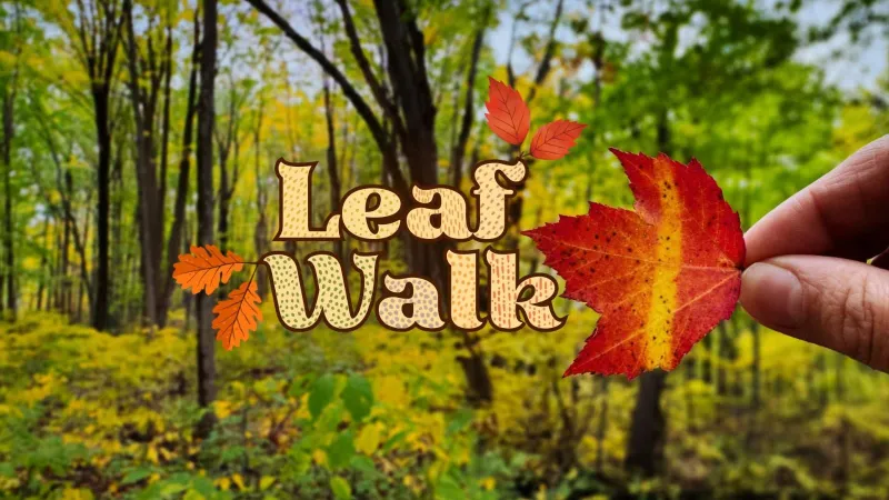 Leaf Walk at Bonneyville Mill County Park in Elkhart